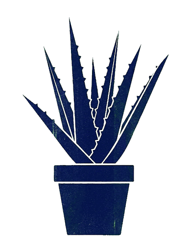 Ilustración botánica de aloe vera